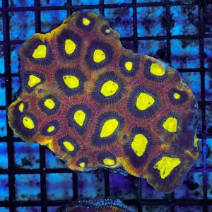 Dragon Soul Favia Colony WYSIWYG - SAQ Coral Farm