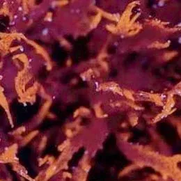 Dragons Breath Algae (Halymenia sp.) - ORA