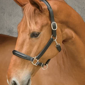 DS Classic Plain Raised Padded Halter