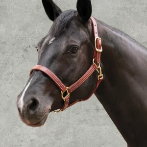 DS Premium Triple-Stitched Halter