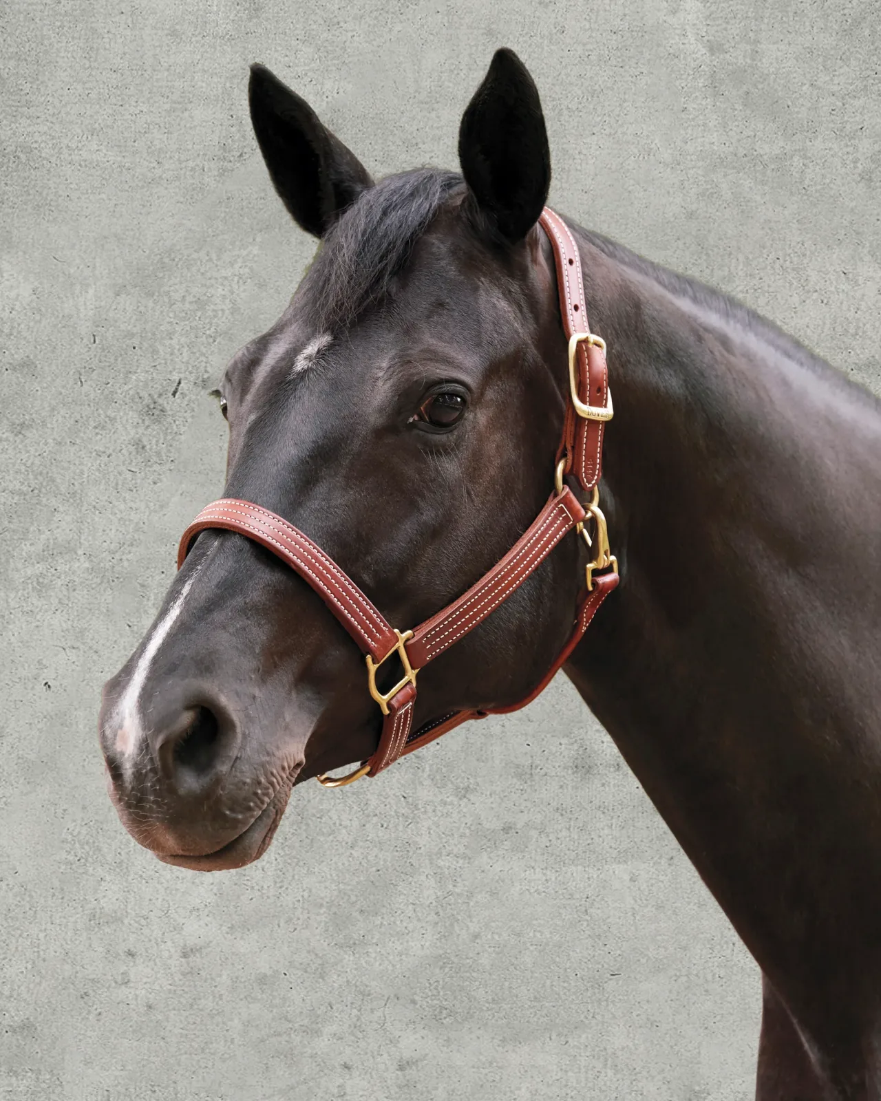 DS Premium Triple-Stitched Halter