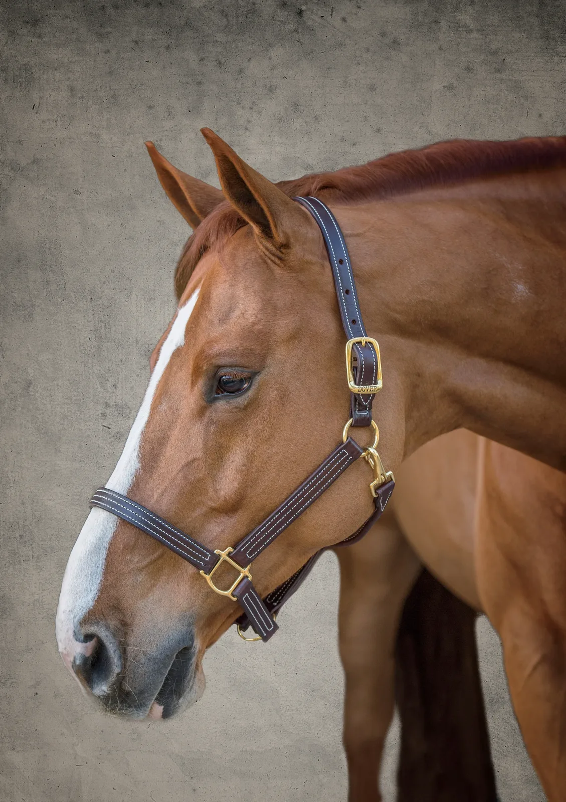 DS Premium Triple-Stitched Halter - Image 2