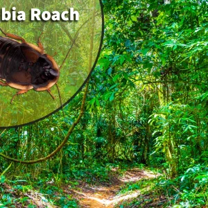 Dubia roach colony bioactive habitat breeding kit