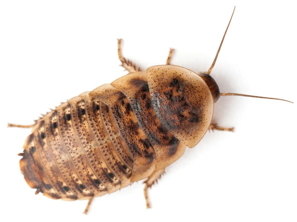 Dubia Roaches FREE SHIPPING