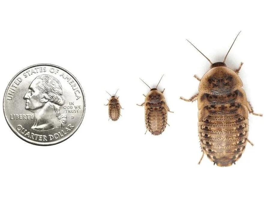 Dubia Roaches FREE SHIPPING - Image 2