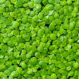 Duckweed Aquatic Plant
