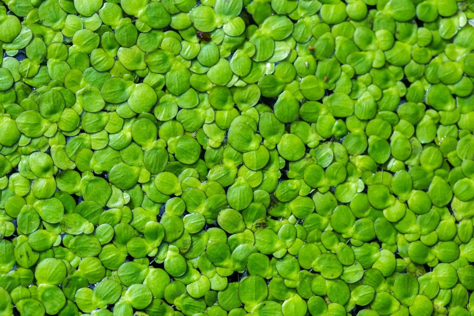 Duckweed Aquatic Plant