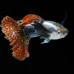 Dumbo Ear Mosaic Guppy