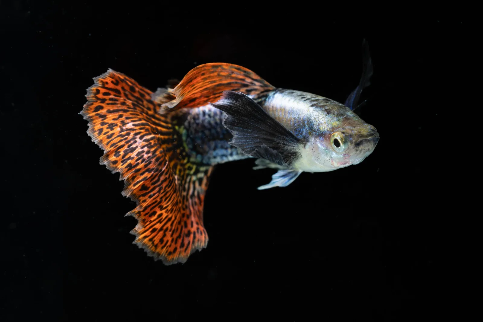 Dumbo Ear Mosaic Guppy