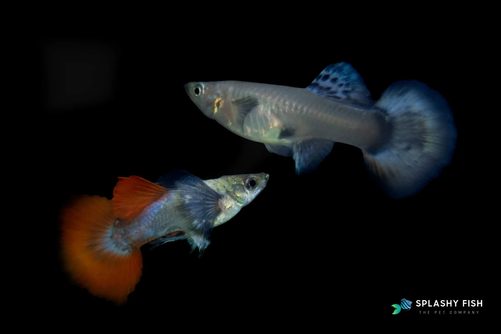 Dumbo Red Tail Guppy Fish - Image 2