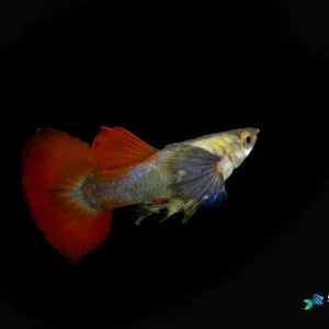 Dumbo Red Tail Guppy Fish