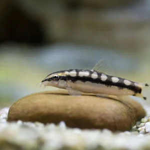 Dwarf Banded Loach