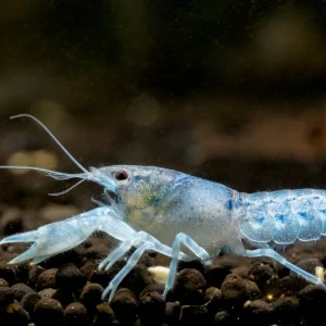 Dwarf Blue Lobster/ Crayfish (Cambarellus texanus Blue)