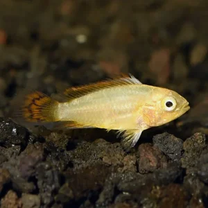 Dwarf Cockatoo Cichlid