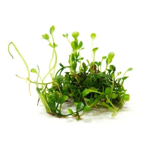 Dwarf Four Leaf Clover (Marsilea hirsuta) Tissue Culture