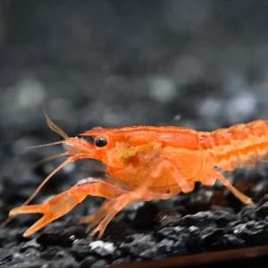 Dwarf Orange Mexican Lobster (Cambarellus Patzcuarensis)
