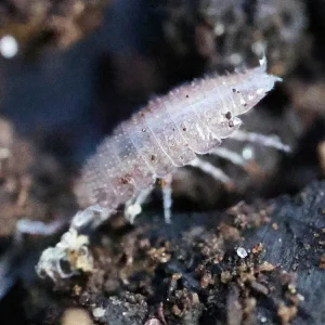 "Dwarf Purple" Isopods (Trichoniscus sp.)