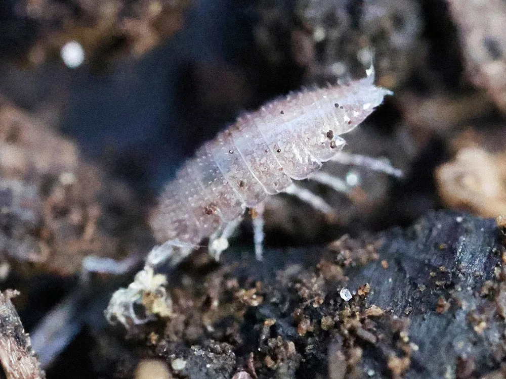 "Dwarf Purple" Isopods (Trichoniscus sp.)