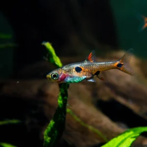 Dwarf Rasbora (Boraras maculatus)