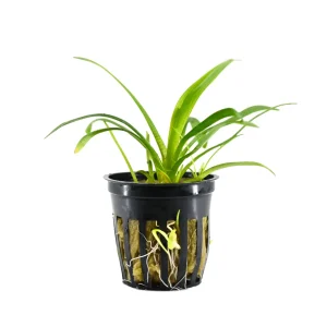 Dwarf Sagittaria Plant