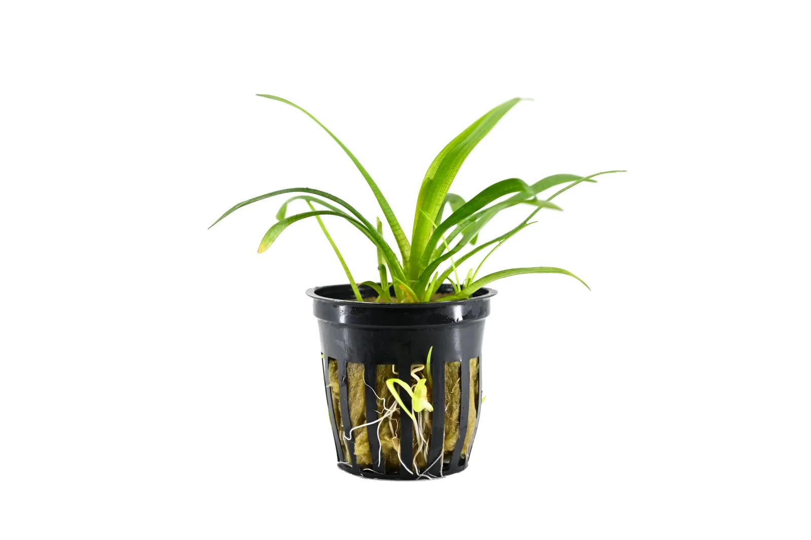 Dwarf Sagittaria Plant