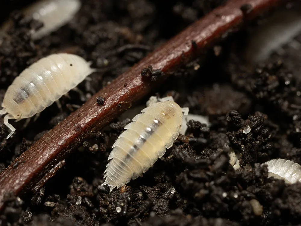 "Dwarf White" Isopods (Trichorhina tomentosa) - Image 2