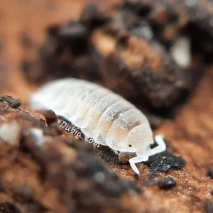 "Dwarf White" Isopods (Trichorhina tomentosa)