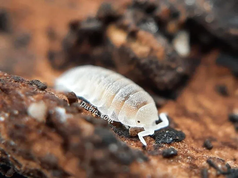 "Dwarf White" Isopods (Trichorhina tomentosa)