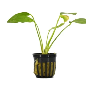 Echinodorus Green Ozelot Sword Plant