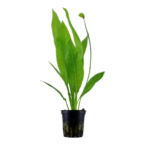 Echinodorus grisebachii 'Bleherae' Pot Plant by Tropica