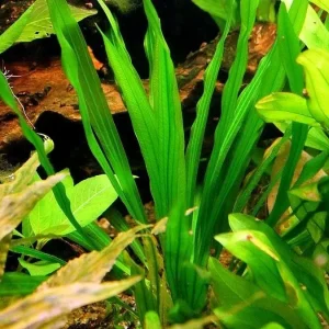 Echinodorus Horemanii Green