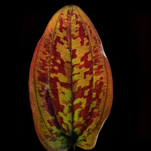 Echinodorus Ozelot Red Swords Plant