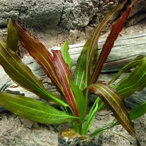 Echinodorus Red Flame Sword Plant