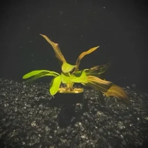 Echinodorus Red Rubin Sword Plant