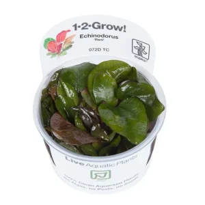 Echinodorus 'Reni' Tissue Culture by Tropica by Tropica