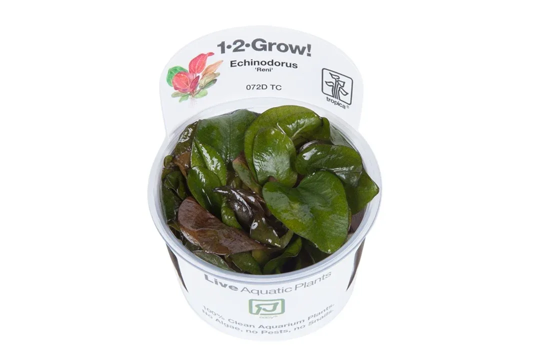 Echinodorus 'Reni' Tissue Culture by Tropica by Tropica