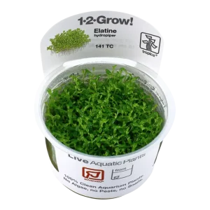 Elatine hydropiper Tissue Culture by Tropica