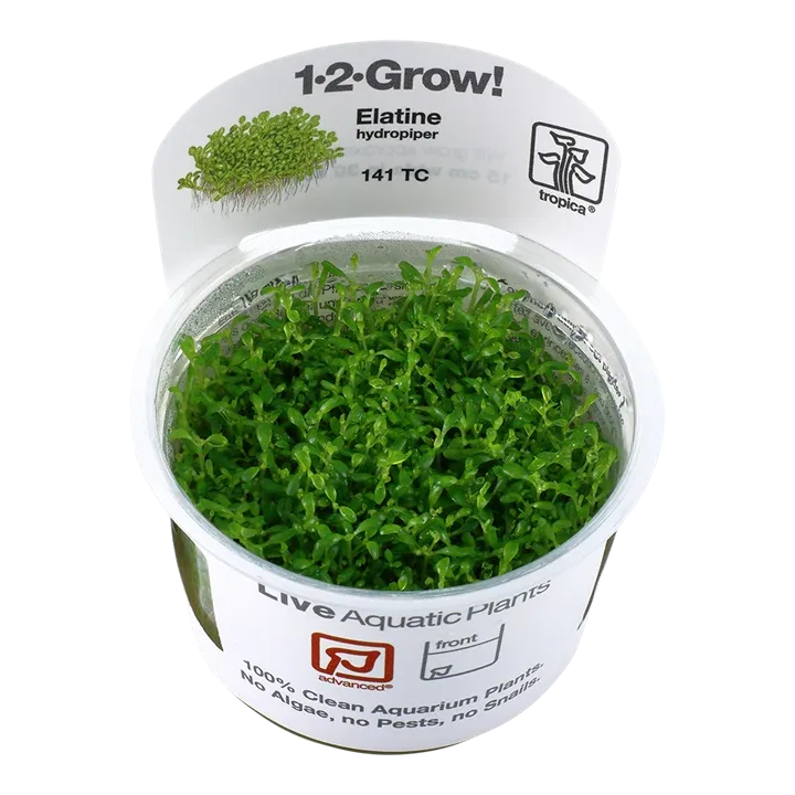 Elatine hydropiper Tissue Culture by Tropica