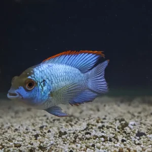 Electric Blue Acara (Andinoacara Pulcher)