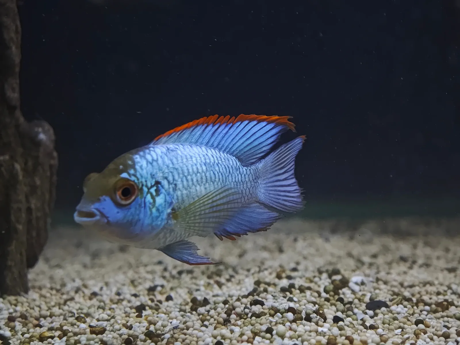 Electric Blue Acara (Andinoacara Pulcher)