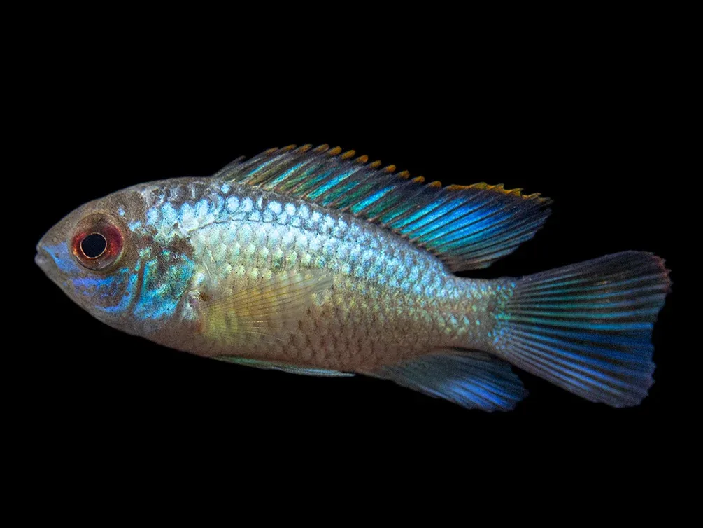Electric Blue Acara Cichlid (Andinoacara pulcher hybrid), USA-Bred - Image 2