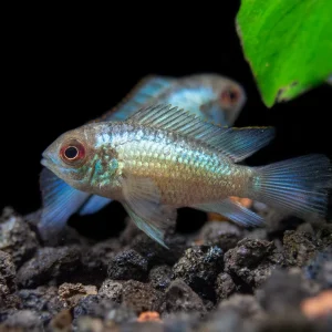 Electric Blue Acara Cichlid (Andinoacara pulcher hybrid), USA-Bred