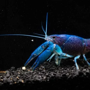 Electric Blue Crawfish