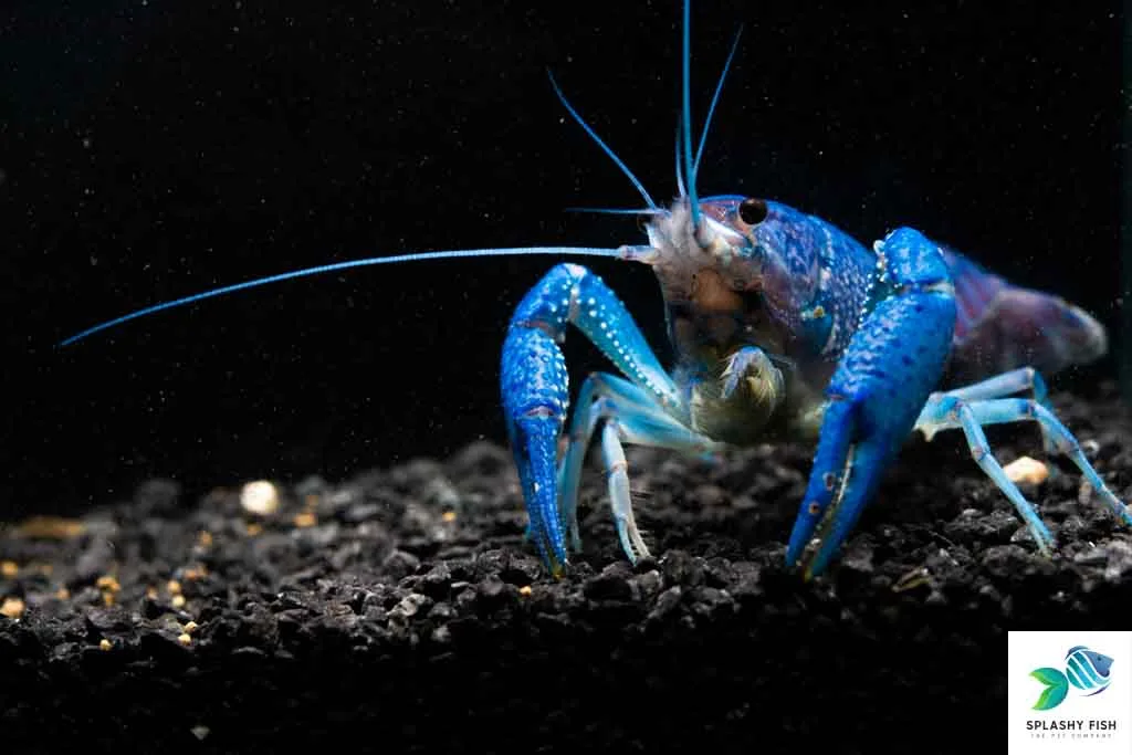 Electric Blue Crawfish - Image 2