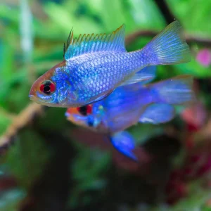 Electric Blue Ram