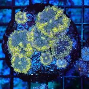 Electric Ricordea Yuma Mushroom Colony WYSIWYG - SAQ Coral Farm