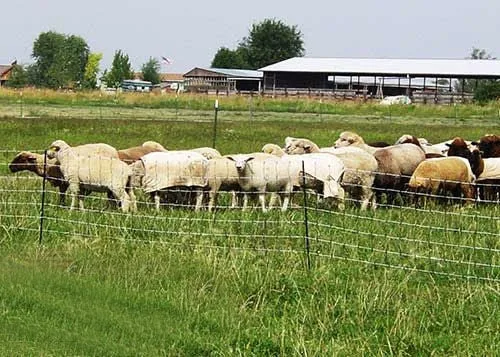 Electric Sheep Netting - Image 2