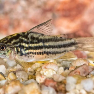 Elegant Corydoras