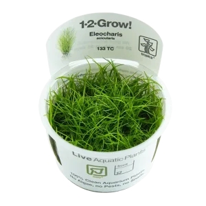 Eleocharis acicularis Tissue Culture by Tropica