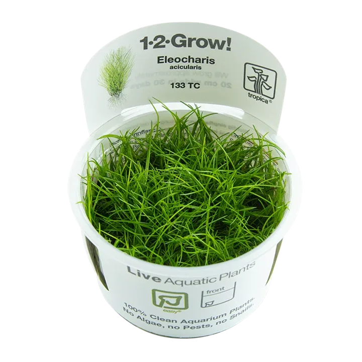 Eleocharis acicularis Tissue Culture by Tropica
